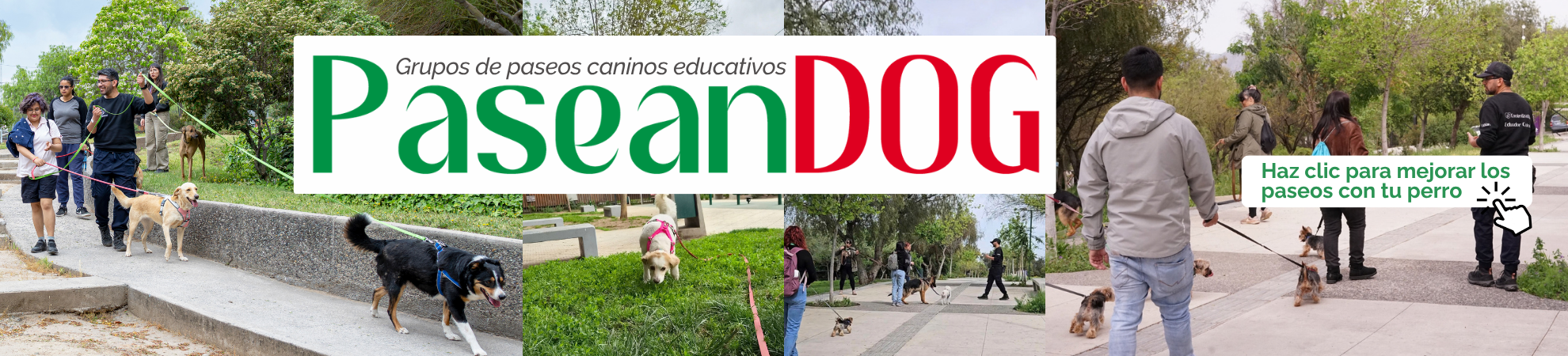 Paseos caninos grupales